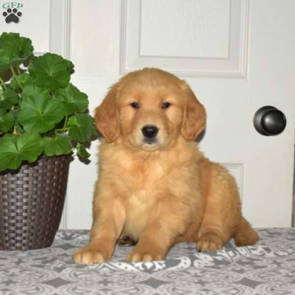 Beau, Golden Retriever Puppy