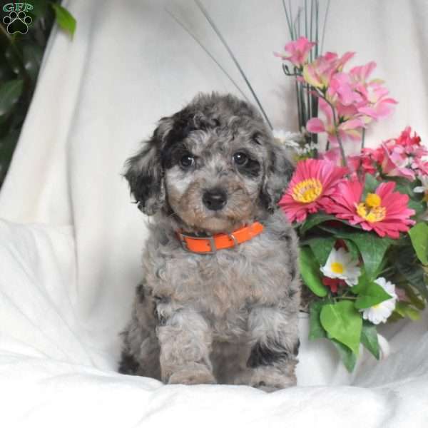 Bella, Miniature Poodle Puppy