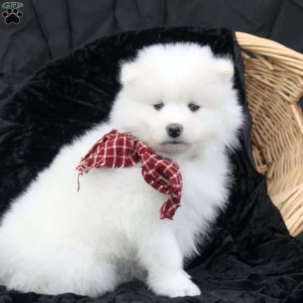 Bella, Samoyed Puppy