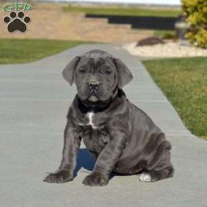 Cane Corso Puppies For Sale | Greenfield Puppies