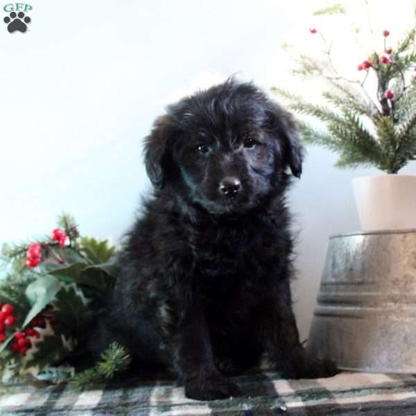 Bella, Miniature Poodle Mix Puppy