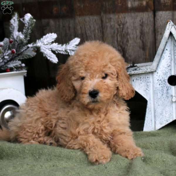 Bella, Goldendoodle Puppy