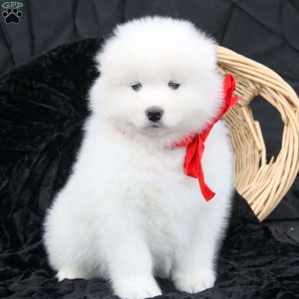 Ben, Samoyed Puppy