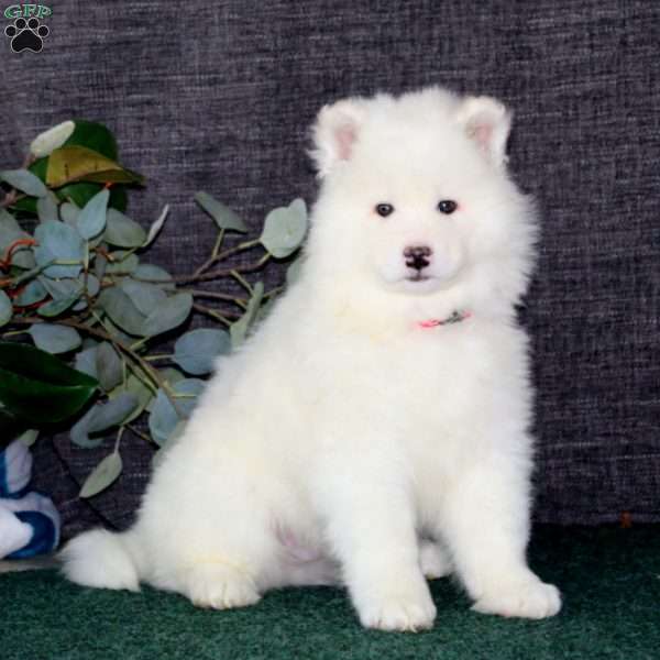 Benji, Samoyed Puppy