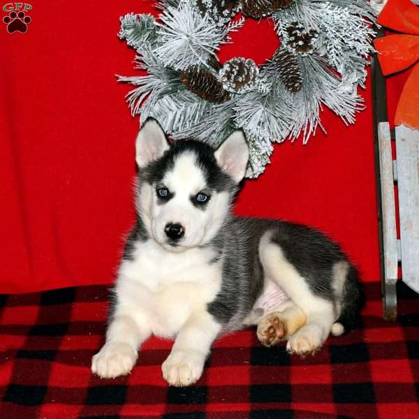 Benny, Siberian Husky Puppy