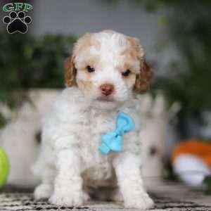 Cockapoo Puppies for Sale - Greenfield Puppies