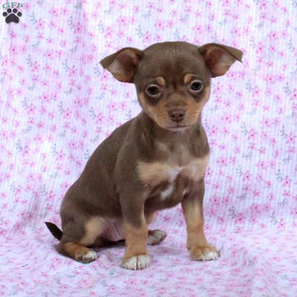 Bertha, Chihuahua Puppy