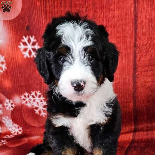 Shadow, Mini Bernedoodle Puppy