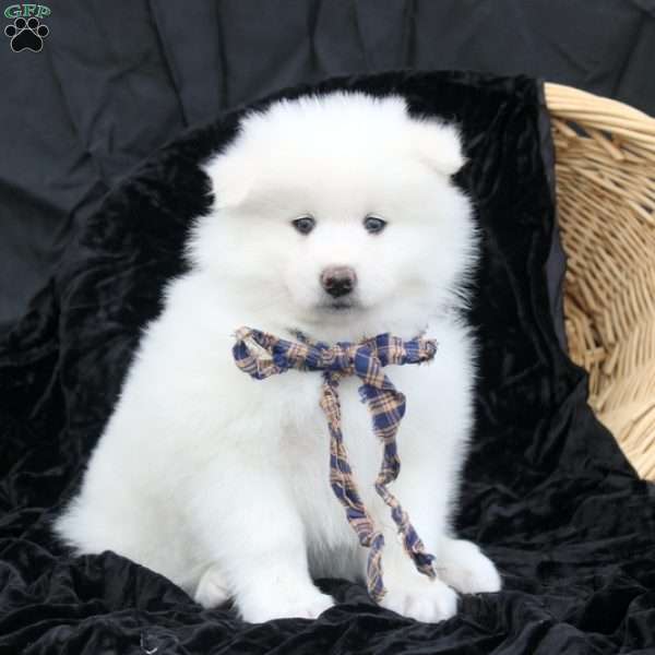 Beth, Samoyed Puppy