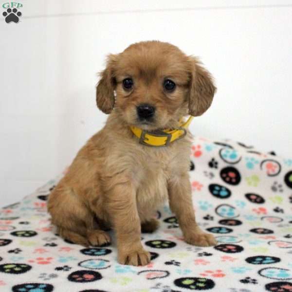 Betty, Miniature Golden Retriever Puppy