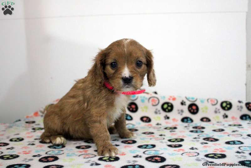 Bev Miniature Golden Retriever Puppy For Sale in Pennsylvania