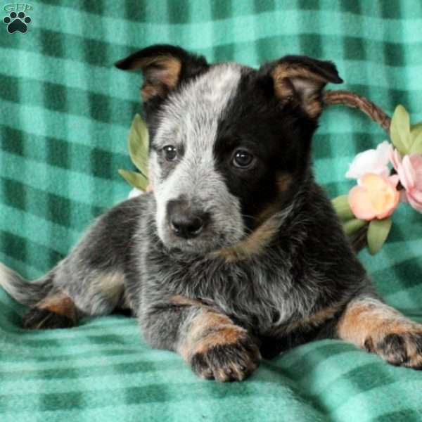 Billie, Blue Heeler – Australian Cattle Dog Puppy