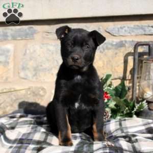 English shepherd sale lab mix puppies