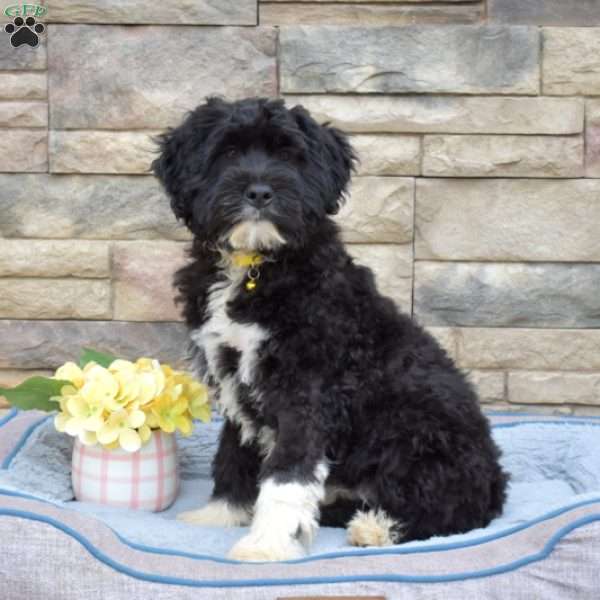 Black Beauty, Portuguese Water Dog Puppy