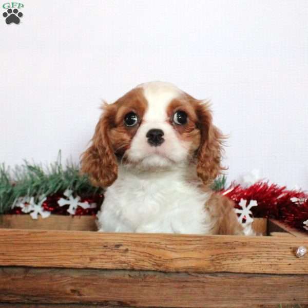 Blaire, Cavalier King Charles Spaniel Puppy