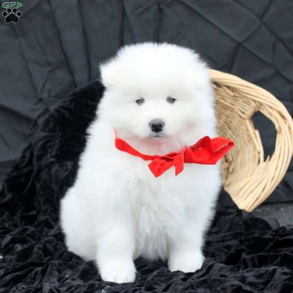 Blake, Samoyed Puppy