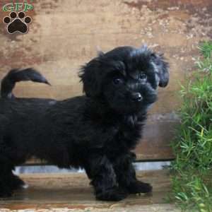 Greenfield puppies cheap yorkie poo