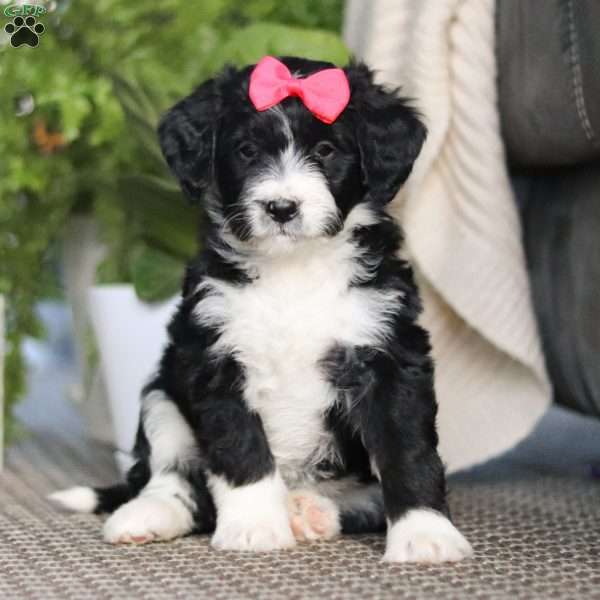 Blossom, Bernedoodle Puppy