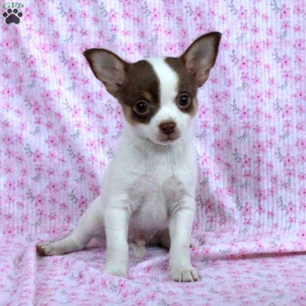 Bob, Chihuahua Puppy