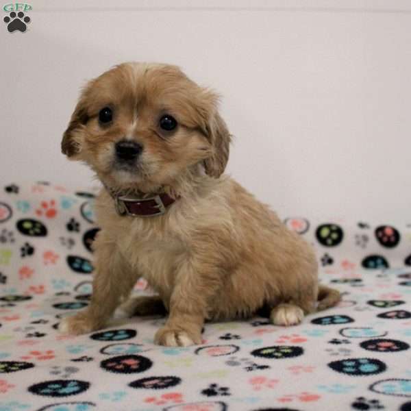 Bonnie, Miniature Golden Retriever Puppy