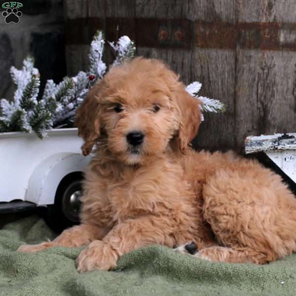 Bonnie, Goldendoodle Puppy