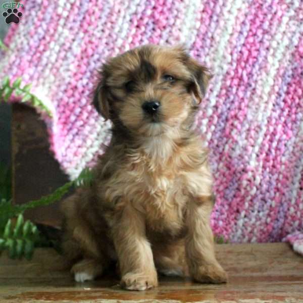 Bonnie, Yorkie Poo Puppy