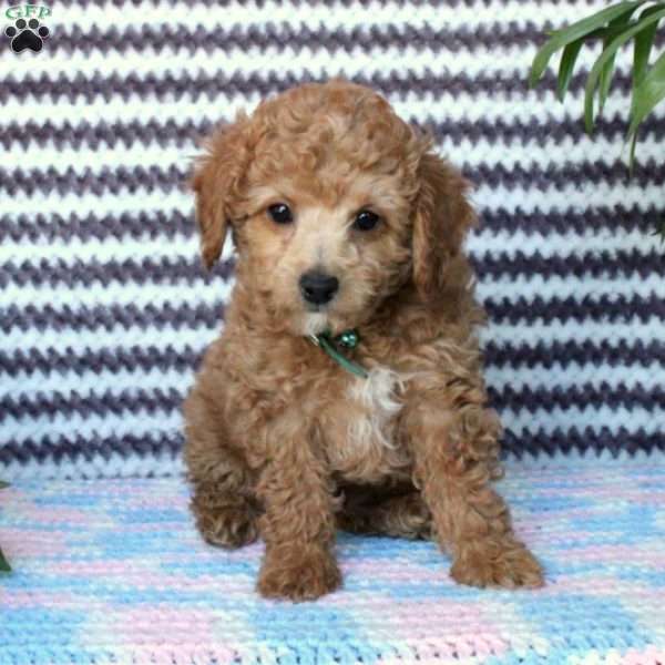 Boomer, Toy Poodle Puppy