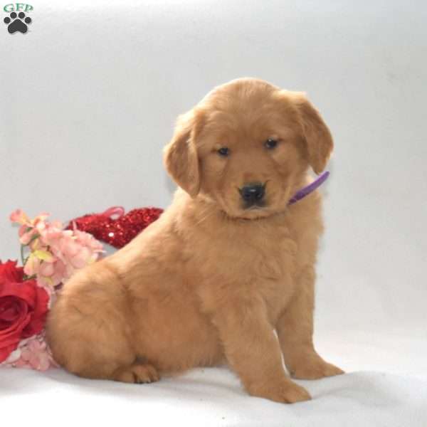 Bridget, Golden Retriever Puppy
