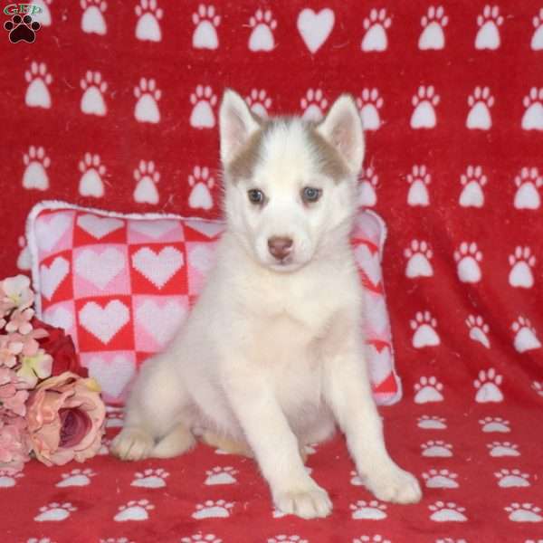 Bridget, Siberian Husky Puppy