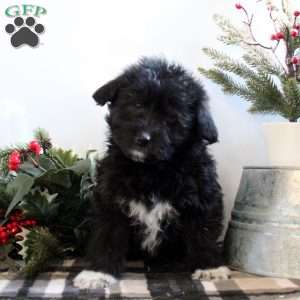 Miniature Poodle Mix Puppies For Sale | Greenfield Puppies