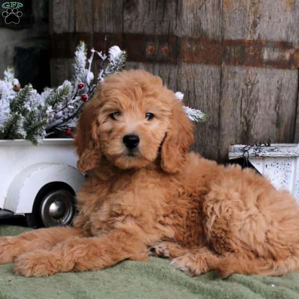 Brittany, Goldendoodle Puppy