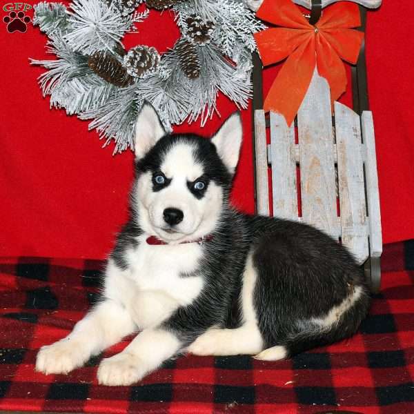 Brody, Siberian Husky Puppy