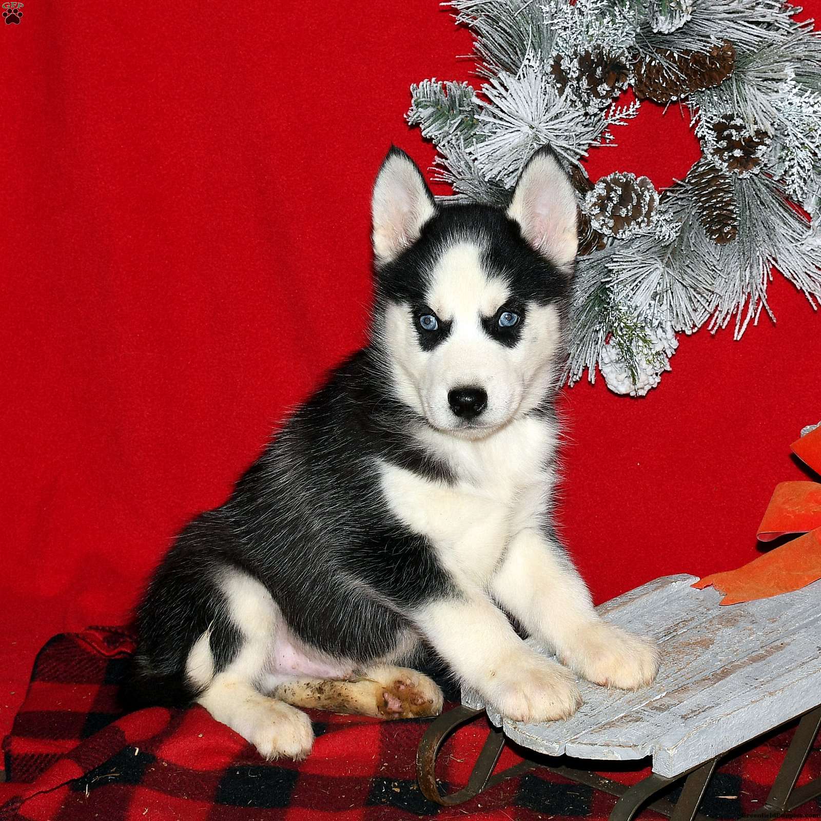 Brody Siberian Husky Puppy For Sale in Pennsylvania