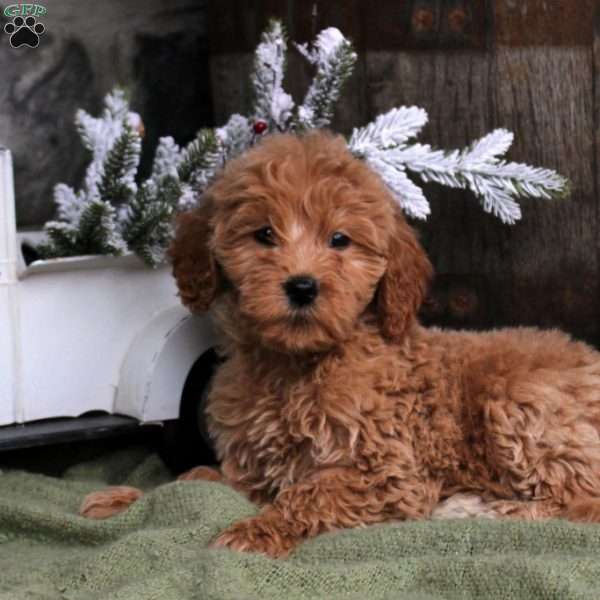 Brody, Goldendoodle Puppy