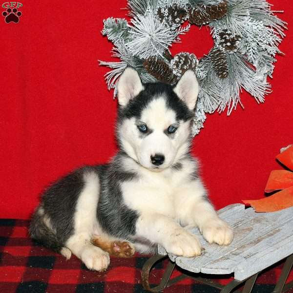 Brooke, Siberian Husky Puppy