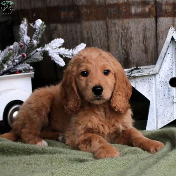 Brooke, Goldendoodle Puppy