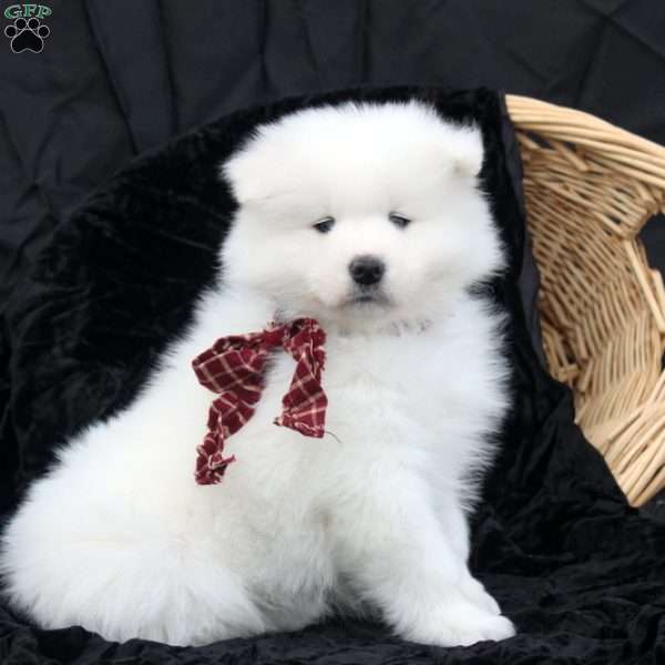 Bruce, Samoyed Puppy