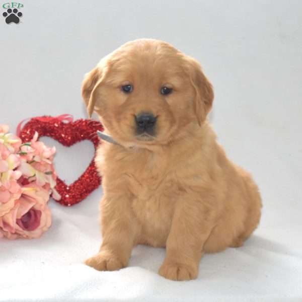 Bruno, Golden Retriever Puppy