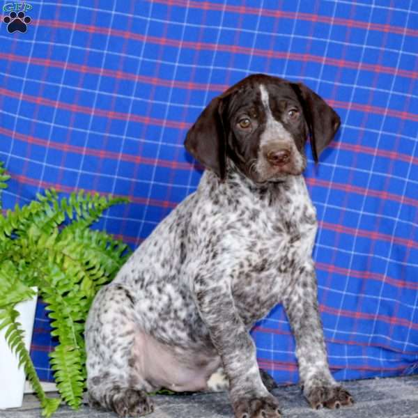 Bryce, German Shorthaired Pointer Puppy