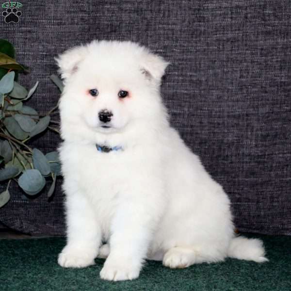 Bryson, Samoyed Puppy
