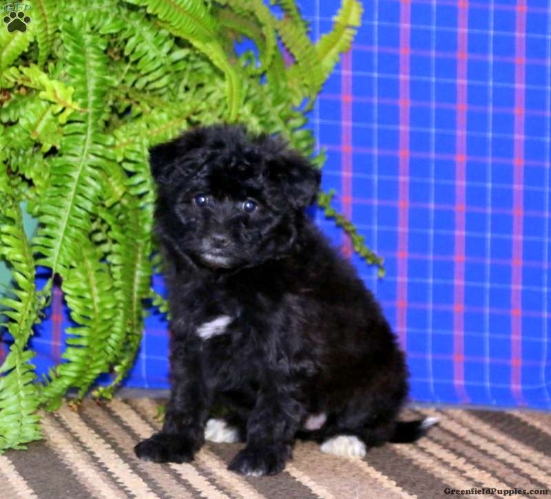 Bubbles Pomapoo Puppy For Sale in Pennsylvania