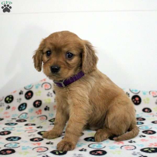 Bucky, Miniature Golden Retriever Puppy