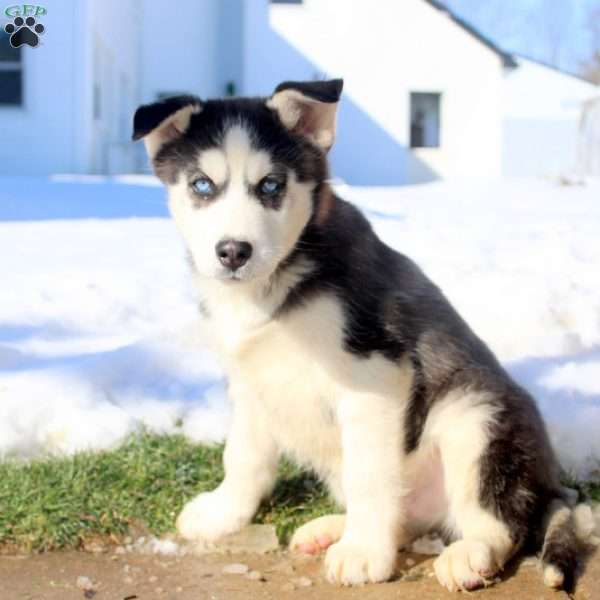 Bucky, Siberian Husky Puppy