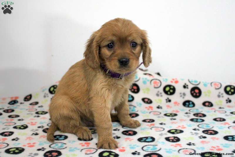 Bucky Miniature Golden Retriever Puppy For Sale in Pennsylvania