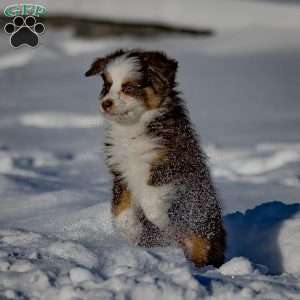 Buddy, Miniature Australian Shepherd Puppy