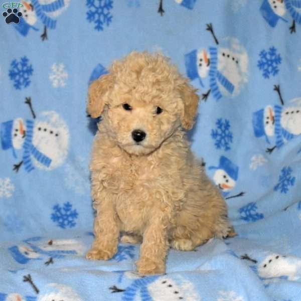 Buddy, Miniature Poodle Puppy