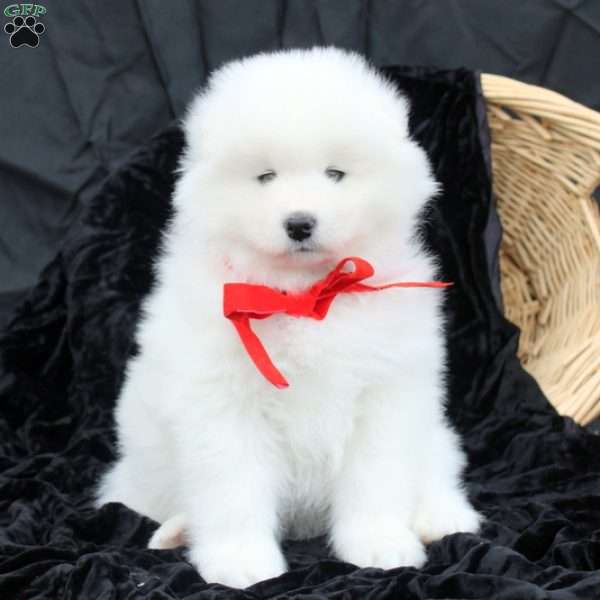 Buddy, Samoyed Puppy