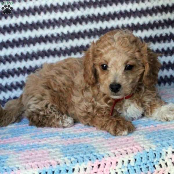 Buster, Toy Poodle Puppy