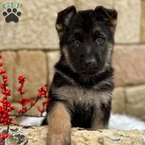 German Shepherd Puppies For Sale - Greenfield Puppies