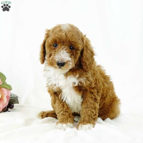 Beau, Miniature Poodle Puppy